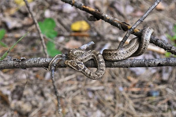 梦境解析，梦见一条大蟒蛇奄奄一息追着我要我救它