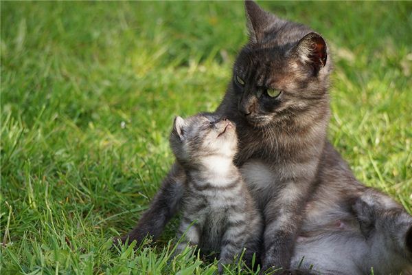 梦见大猫和小猫”