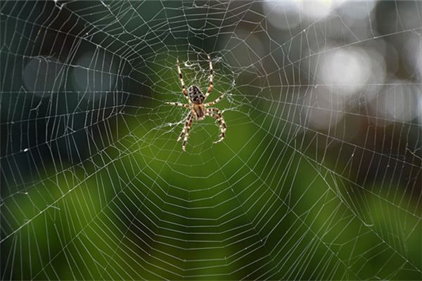 梦魇之谜，解析梦到被蜘蛛咬手心还出了血的深层含义