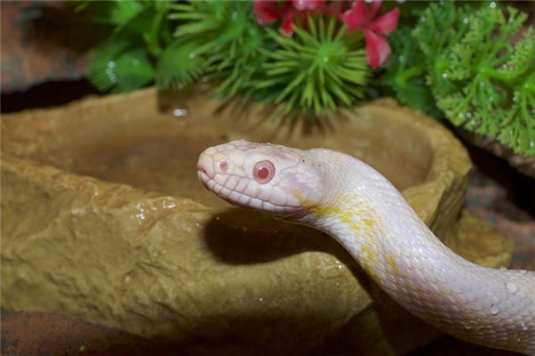 梦见大蛇进屋 周公解梦