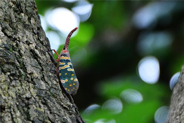 梦境解析,梦到朋友在抓树上的虫子,寓意何在? 梦境解析,梦到朋友在抓树上的虫子,寓意何在?