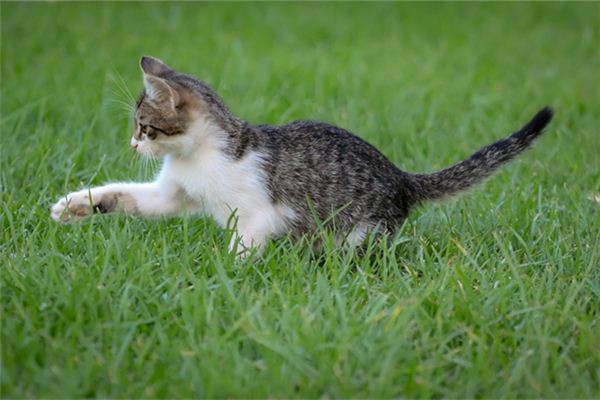 开车把猫撞死了有什么预兆 免费算命