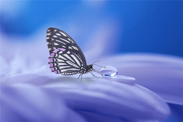 梦见蝴蝶 断翅不吉 飞舞富贵 周公解梦