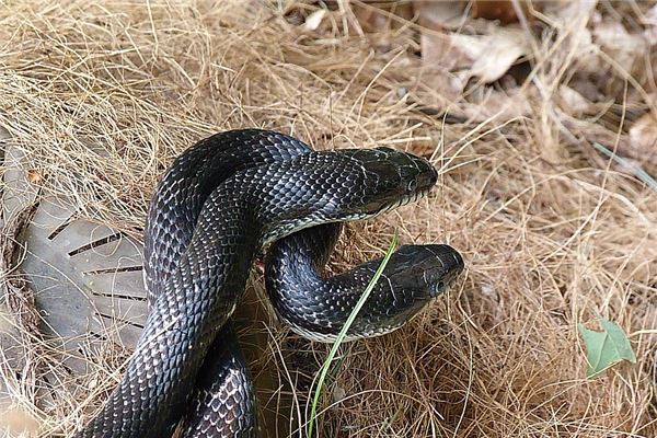 看见黑蛇代表什么预兆