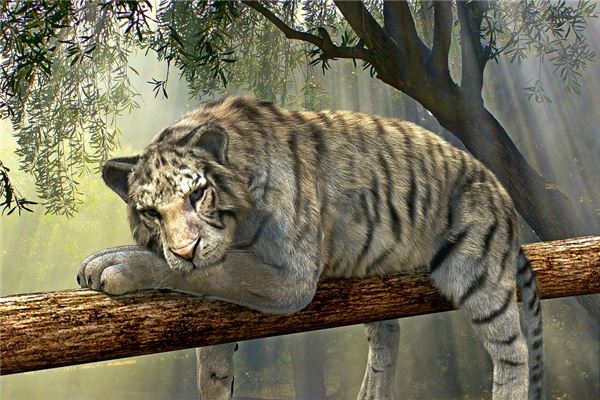 属虎1962年能活多久