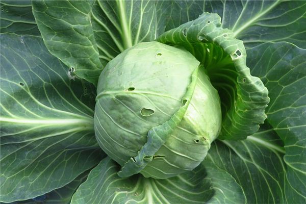 梦见很多白菜，丰收与富足的象征