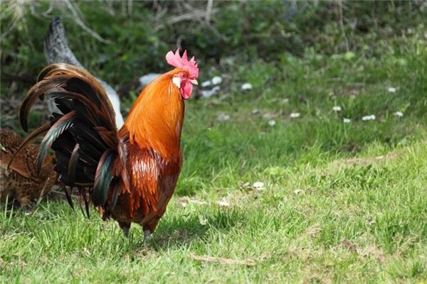 大公鸡七星彩梦解