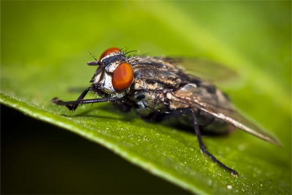 梦见家里有好多死苍蝇（梦见家里有好多死苍蝇什么意思） 梦见家里有很多

多少
死苍蝇（梦见家里有很多

多少
死苍蝇什么意思） 卜算大全