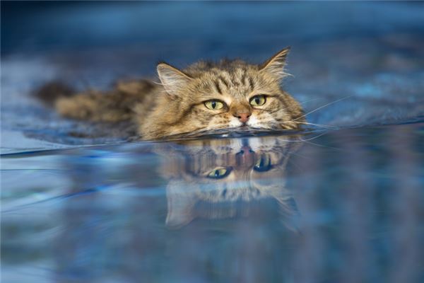 梦见猫游泳