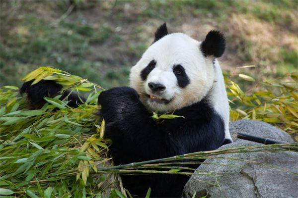 梦见熊猫是什么预兆 梦见熊猫好不好