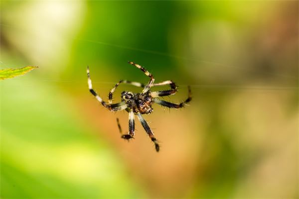 梦见被蜘蛛咬 周公解梦