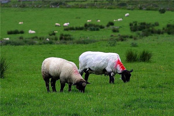 1991年属羊人21年运势及命运31岁生肖羊在牛年每月运程如何 十二生肖