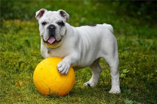 梦见恶犬 周公解梦