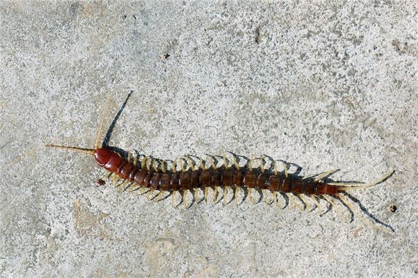 在外求财者梦见大蜈蚣,往北走吉利,往南走不吉利