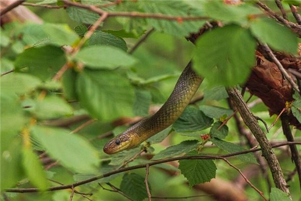 梦见蛇咬别人 周公解梦