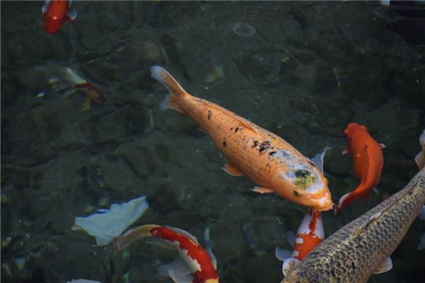 昨晚做梦梦到鲤鱼，探寻梦境中的吉祥预兆与心灵启示
