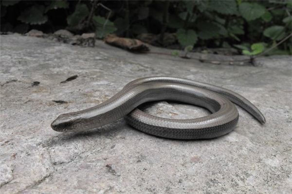 深圳灰色的蛇图片
