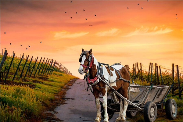 梦见马车是什么意思