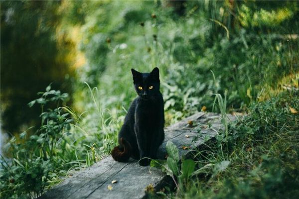 梦见黑猫代表什么仙家