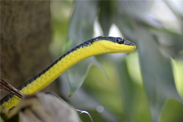  蛇属相的性格特质