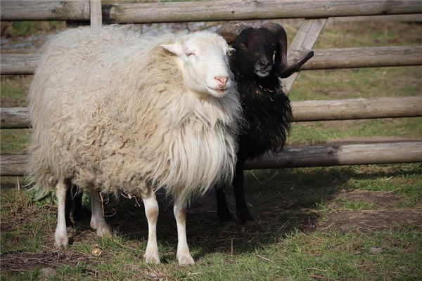 2015年属羊的人2月生的好吗