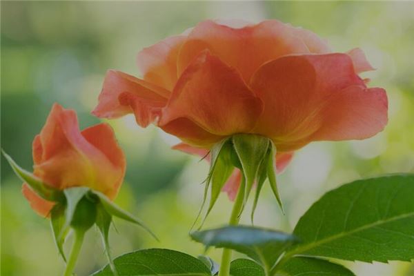 梦见蔷薇花是什么征兆 周公解梦 梦见蔷薇花是什么征兆 周公解梦