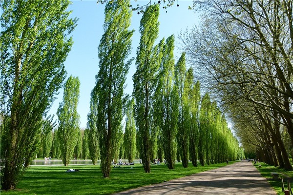 梦见大杨树会是什么预兆