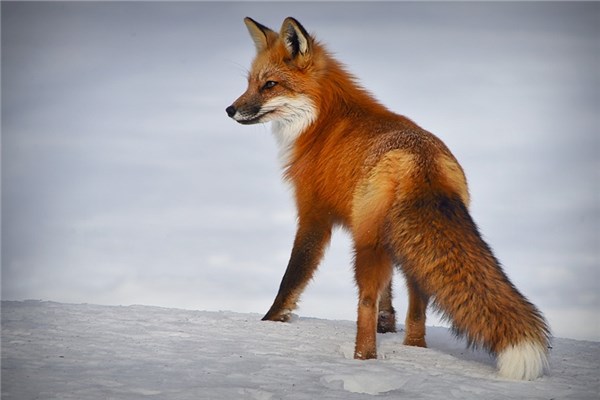 梦到红狐，神秘梦境背后的深层含义与解读