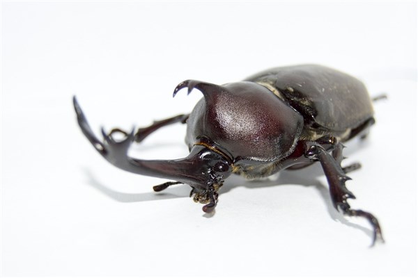 梦见独角仙会有什么预兆_周公解梦