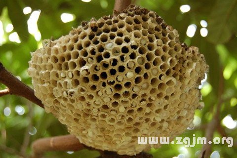 做梦看见蜂蜜是啥意思周公解梦(梦见发现蜂蜜)