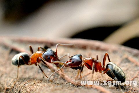 梦见两只蚂蚁打架是什么意思 梦见两只蚂蚁打架有什么预兆