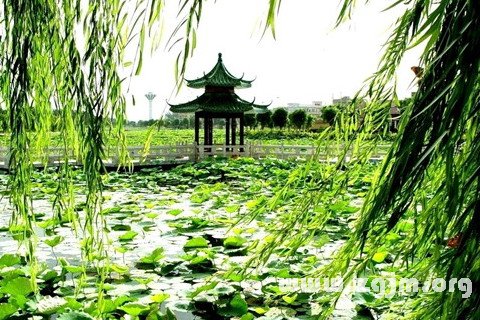 梦见柳枝迎风摇曳是什么意思 梦见柳枝迎风摇曳有什么预兆