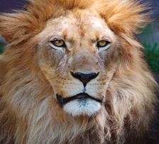 峰生水起面相学:第11课 鼻子看相