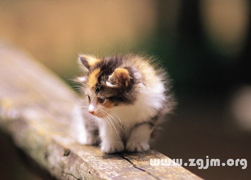 梦境解析,梦见家里突然来了两只猫,我被其中一只咬到了脚 梦境解析,梦见家里突然来了两只猫,我被其中一只咬到了脚