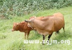 我梦见了牛在唱歌，一场奇妙梦境的深层解析与心理启示