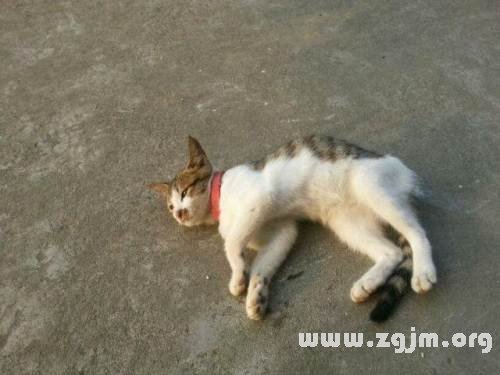 昨晚梦见一只猫扑来把我吓醒了，这个梦好不好？解析梦境中的猫与恐惧