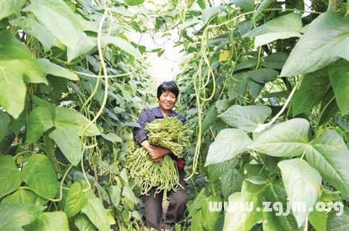 摘豆角的过程是什么 1_150901113505_1.jpg
