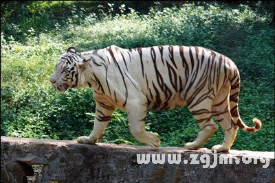 梦到老虎进家，解密潜意识中的力量与预兆