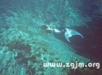 梦见自己被水淹死然后变成了鱼，探索梦境深处的奥秘与自我转变的寓言