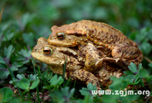 梦境的深意,解析梦到好多种类繁多的鱼和癞蛤蟆在水里游的象征意义 梦境的深意,解析梦到好多种类繁多的鱼和癞蛤蟆在水里游的象征意义