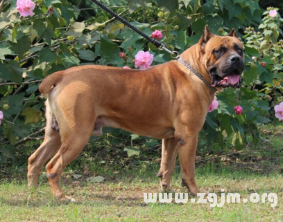 梦境解析,被五六只大狗追至家中,右脚留下两道狗牙印的深层含义 梦境解析,被五六只大狗追至家中,右脚留下两道狗牙印的深层含义