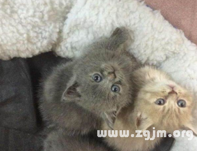 梦境解析，梦见猫吓一跳，猫也逃跑的深层含义