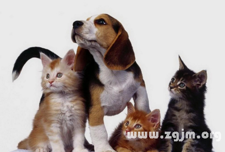 高分解梦请帮助，梦见一大群猫和狗的深层解读