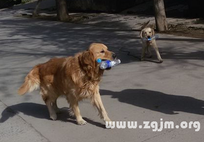 昨晚梦见被狗咬，梦境背后的深层含义与心理解析