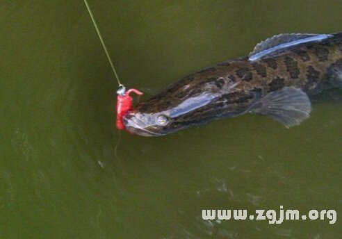 梦境迷踪，黑鱼、小蛇、大蟒蛇与大白龙的寓言之旅