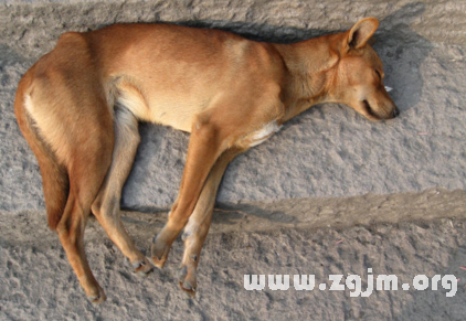 梦见自己把狗打死了不知道会发生什么,探索梦境背后的深层含义与潜在影响 梦见自己把狗打死了不知道会发生什么,探索梦境背后的深层含义与潜在影响