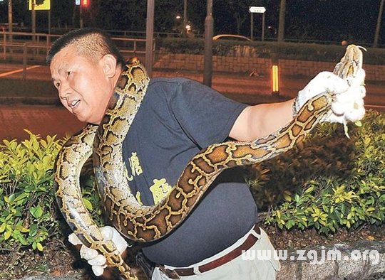梦境解析，当很大的蟒蛇与母亲的保护交织——一场关于恐惧、成长与救赎的梦境之旅