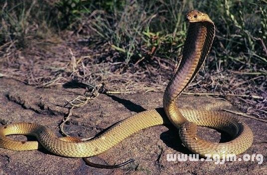 梦见很多小蛇在追人,潜意识中的恐惧与逃避 梦见很多小蛇在追人,潜意识中的恐惧与逃避