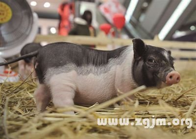 梦境解析，梦见把杀好的猪分割——深层心理与文化寓意的探索