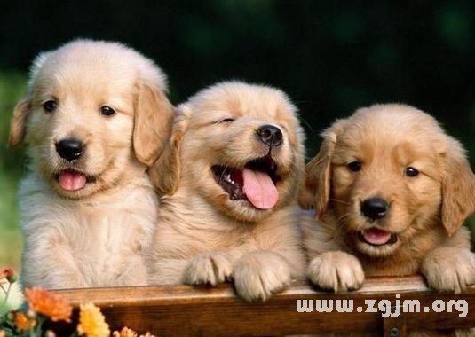 梦境中的群犬之谜，解析梦见一群狗的深层含义